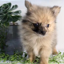 Cookie - Blue merle female Pomeranian puppy in Los Angeles, Santa Clarita, California from LT_Poms