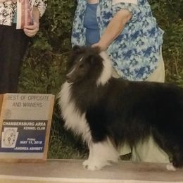 Shetland Sheepdogs from Songbrook Shelties