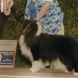 Shetland Sheepdogs from Songbrook Shelties