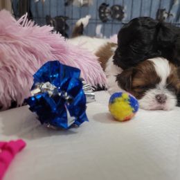 Shih Tzu Puppies from Chimera Shih Tzu