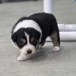 Chesney - Black tri-color female Australian Shepherd puppy in Jameson, Missouri from Sky Creek