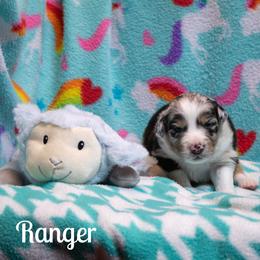 Ranger - Blue merle male Australian Shepherd puppy in Benton City, Washington from Eventide Australian Shepherds