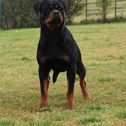 Greta - Rottweiler