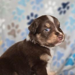 Blaze - Red tri-color male Australian Shepherd puppy in Russellville, Kentucky from Page Family Homestead