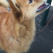 Finnish Spitzs from Mary's Pups