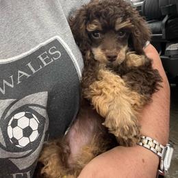 Chino - Phantom male Poodle puppy in Winter Haven, Florida from Herdez’s Poodles