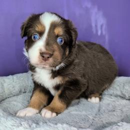 Remi3Girl2- RTF,Long,AKC,OFA,Genetics - Red tri-color female Australian Shepherd puppy in South Hill, Virginia from Silverside Aussies LLC