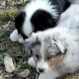 Australian Shepherds from Madalay Aussies