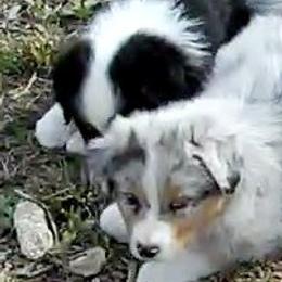 Australian Shepherds from Madalay Aussies