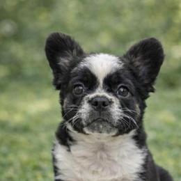 Cookie - Tricolors female French Bulldog puppy in Snellville, Georgia from Felicia's French Bulldogs