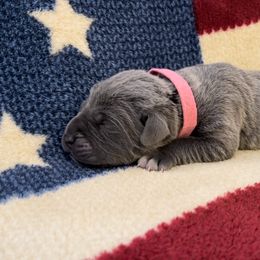 Honor - Gray brindle Cane Corso puppy in Asheville, North Carolina from War Dogs