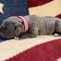 Honor - Gray brindle Cane Corso puppy in Asheville, North Carolina from War Dogs
