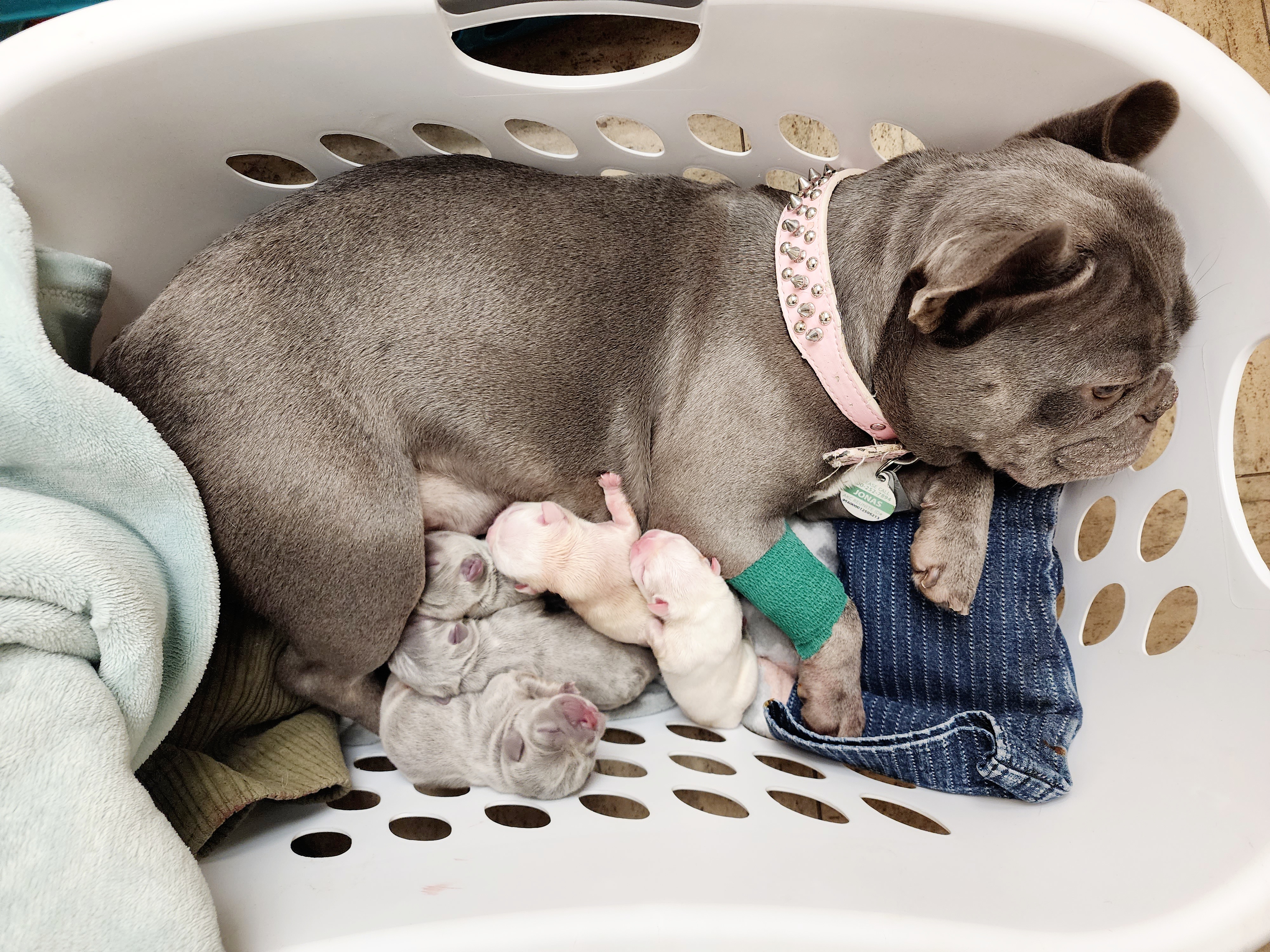 Jonas - French Bulldog