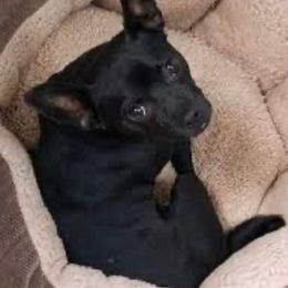 Moshi - Chihuahua