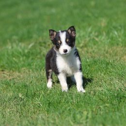 Girl 2 - Tri-color Border Collie puppy in Cadiz, Ohio from Graham Livestock