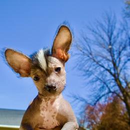 Chinese Crested Puppies from Alvarez Chinese Crested