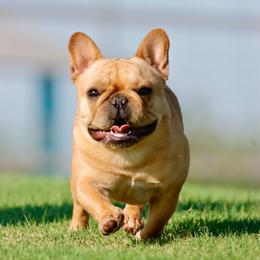 French Bulldog puppies from Painted Desert Frenchies
