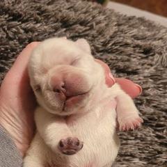 French Bulldog Puppies from BigStar French Bulldogs