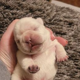 French Bulldog Puppies from BigStar French Bulldogs