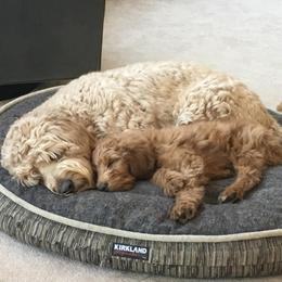 Goldendoodle All Grown Up from Vandenbark Doodles