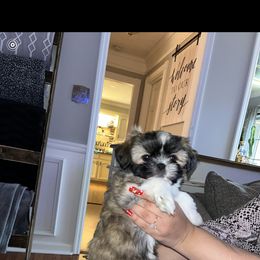 Shih Tzu Puppies from Precious to the world Shih Tzu’s