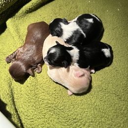 Shih Tzu Puppies from Small Breed Kennel
