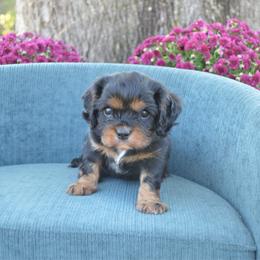 Liam - Black and tan male Cavalier King Charles Spaniel puppy in Resaca, Georgia from Freeman's Royal Cavaliers