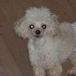 Chihuahuas from Rosa's Chihuahuas