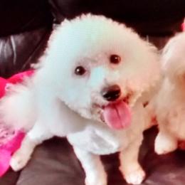 Oscar - Bichon Frise