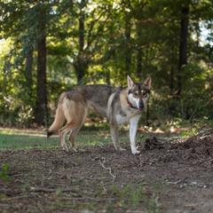 Anya - Northern Inuit Dog
