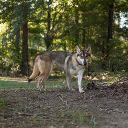 Anya - Northern Inuit Dog