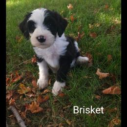Brisket - Black and white female Sheepadoodle puppy in Farley, Iowa from Iowa's Doodle Co.