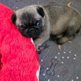 Girl 3 - Fawn female Pug puppy in Gaffney, South Carolina from Sunset Farms