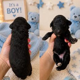 Boy 1 - Sable male Poodle puppy in Calimesa, California from Teakwoodpoodleofsocal
