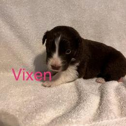 Vixen - Red tri-color female Australian Shepherd puppy in Rose Hill, North Carolina from Motega Australian Shepherds