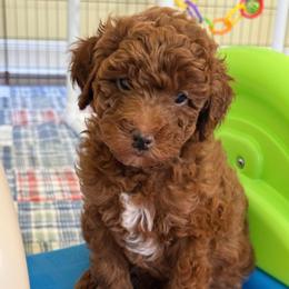 Boy 3 - Red  male Goldendoodle puppy in Kingwood, Texas from Kingwood Goldendoodles