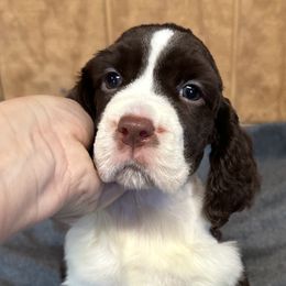 Michaelangelo - Liver and white English Springer Spaniel puppy in Duncansville, Pennsylvania from Paylie Springers