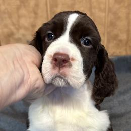 Michaelangelo - Liver and white English Springer Spaniel puppy in Duncansville, Pennsylvania from Paylie Springers