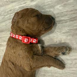 Red collar - Red  male Poodle puppy in Orange, Connecticut from Shamrock’s Poodles