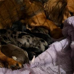 Claude - Black and tan male Dachshund puppy in Temple, Texas from Brit’s Doxie Crossing