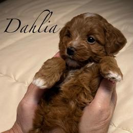 Dahlia - Apricot female Goldendoodle puppy in Newaygo, Michigan from West Michigan Doodles and Poodles