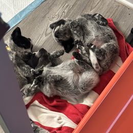 Australian Cattle Dog Puppies from Folie à Deux Australian Cattle Dogs