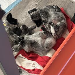 Australian Cattle Dog Puppies from Folie à Deux Australian Cattle Dogs