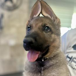 German Shepherd puppies from Elite Haus K9