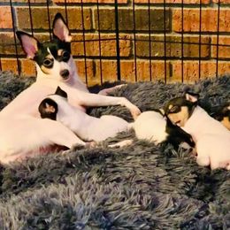 Toy Fox Terrier Puppies from Johnfox Toy Fox Terriers