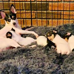 Toy Fox Terrier Puppies from Johnfox Toy Fox Terriers