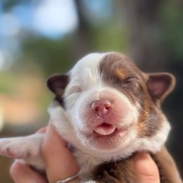 Brownie - Red tri-color male Australian Shepherd puppy in Orlando, Florida from Skaky Shepherds