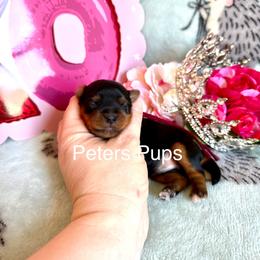 AKC Matilda - Black and gold female Yorkshire Terrier puppy in Hertford, North Carolina from Peters Pups Yorkshire Terriers