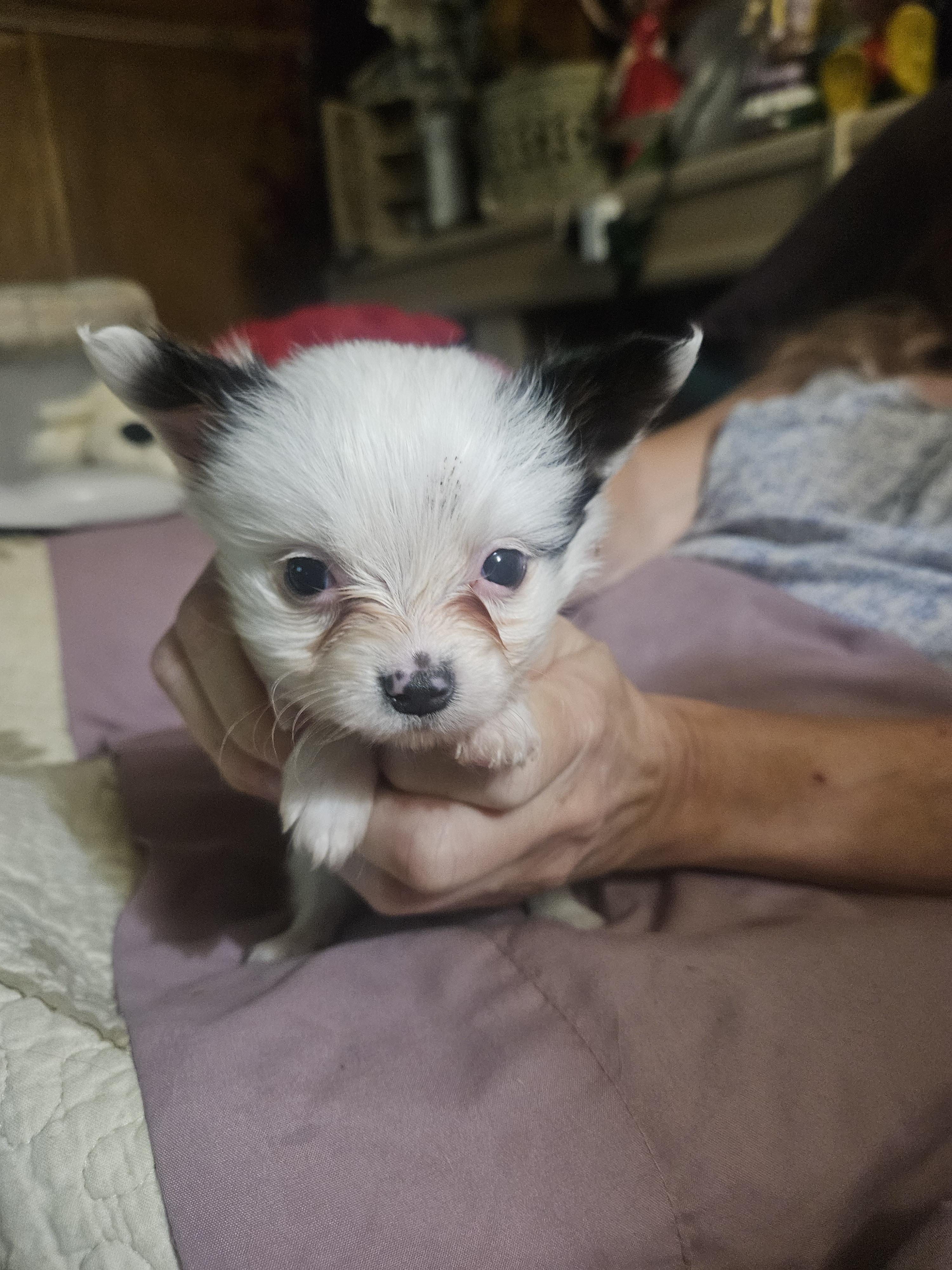Fred - White and black male Papillon puppy in Middletown, New York from Patti's Pappi Puppies (Puppies due end of July!!!)