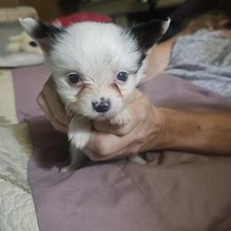 Fred - White and black male Papillon puppy in Middletown, New York from Patti's Pappi Puppies  (Puppies due end of July!!!)